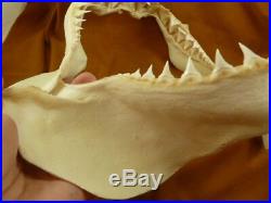 SJ130-8 RARE 13-1/8 GREAT WHITE SHARK JAW jaws Tooth Carcharias big 1 teeth