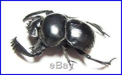 Scarabaeinae, Pachylosoma cancer, male, Angola (big size 53 mm) VERY RARE