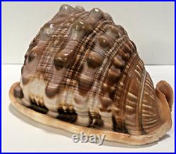 Seashell Large Size 125 mm From collection Rare and Beautiful