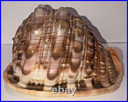 Seashell Large Size 125 mm From collection Rare and Beautiful