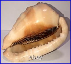 Seashell Large Size 125 mm From collection Rare and Beautiful