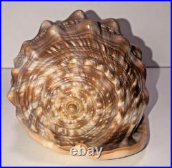 Seashell Large Size 125 mm From collection Rare and Beautiful