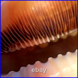 Seashell Large Size 125 mm From collection Rare and Beautiful