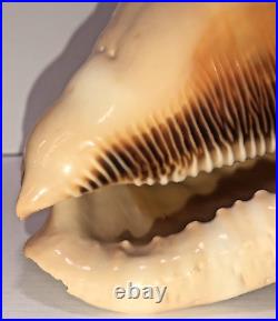 Seashell Large Size 125 mm From collection Rare and Beautiful