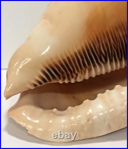 Seashell Large Size 125 mm From collection Rare and Beautiful