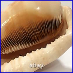 Seashell Large Size 125 mm From collection Rare and Beautiful