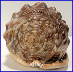 Seashell Large Size 125 mm From collection Rare and Beautiful