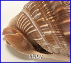 Seashell Large Size 125 mm From collection Rare and Beautiful