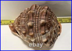 Seashell Large Size 125 mm From collection Rare and Beautiful