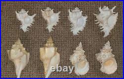 Seashells Big choice Various large marine oceanic rare collectible shells