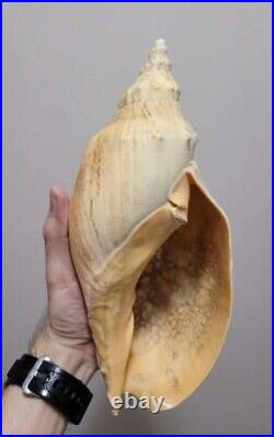 Seashells Big choice Various large marine oceanic rare collectible shells