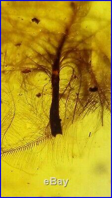 Superb Rare Big Feathers. Burmite 100% Natural Myanmar Insect Amber Fossil