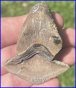 Texas Fossil Sharks Tooth Petalodus MUSEUM QUALITY BIG Pennsylvanian Age RARE