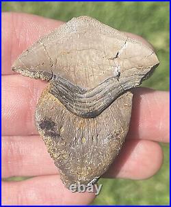 Texas Fossil Sharks Tooth Petalodus MUSEUM QUALITY BIG Pennsylvanian Age RARE