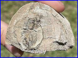 Texas Fossil Trilobite BIG Paladin sp. RARE Pennsylvanian Age Bug
