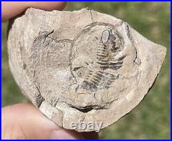 Texas Fossil Trilobite BIG Paladin sp. RARE Pennsylvanian Age Bug