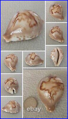 ULTRA! Cypraea fultoni massieri #4 69.3mm BIG RARE BEAUTY from Mozambique