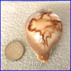 ULTRA! Cypraea fultoni massieri #4 69.3mm BIG RARE BEAUTY from Mozambique