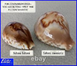 ULTRA! Cypraea fultoni massieri #4 69.3mm BIG RARE BEAUTY from Mozambique