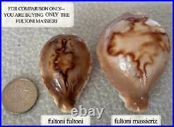 ULTRA! Cypraea fultoni massieri #4 69.3mm BIG RARE BEAUTY from Mozambique