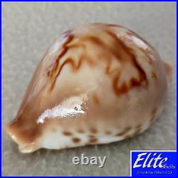 ULTRA! Cypraea fultoni massieri #4 69.3mm BIG RARE BEAUTY from Mozambique