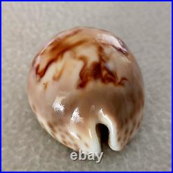 ULTRA! Cypraea fultoni massieri #4 69.3mm BIG RARE BEAUTY from Mozambique