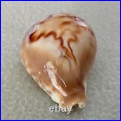 ULTRA! Cypraea fultoni massieri #4 69.3mm BIG RARE BEAUTY from Mozambique