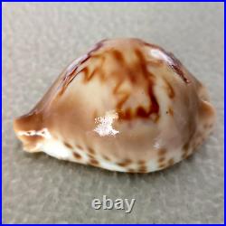 ULTRA! Cypraea fultoni massieri #4 69.3mm BIG RARE BEAUTY from Mozambique