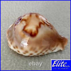 ULTRA! Cypraea fultoni massieri #4 69.3mm BIG RARE BEAUTY from Mozambique