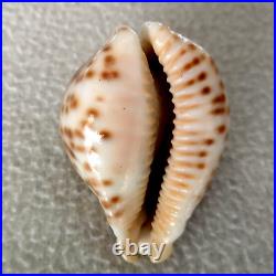 ULTRA! Cypraea fultoni massieri #4 69.3mm BIG RARE BEAUTY from Mozambique