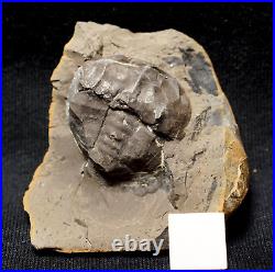 V Rare big 3D horseshoe crab E. Rotundatus paired nodule not Mazon Creek from UK