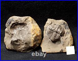 V Rare big 3D horseshoe crab E. Rotundatus paired nodule not Mazon Creek from UK