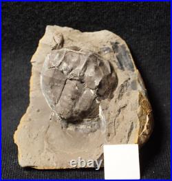 V Rare big 3D horseshoe crab E. Rotundatus paired nodule not Mazon Creek from UK