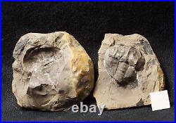 V Rare big 3D horseshoe crab E. Rotundatus paired nodule not Mazon Creek from UK