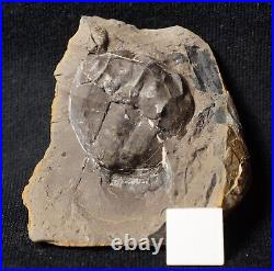 V Rare big 3D horseshoe crab E. Rotundatus paired nodule not Mazon Creek from UK