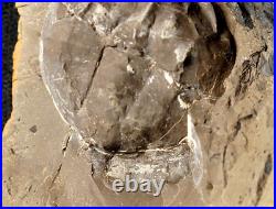 V Rare big 3D horseshoe crab E. Rotundatus paired nodule not Mazon Creek from UK