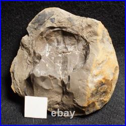 V Rare big 3D horseshoe crab E. Rotundatus paired nodule not Mazon Creek from UK