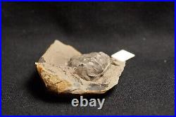 V Rare big 3D horseshoe crab E. Rotundatus paired nodule not Mazon Creek from UK