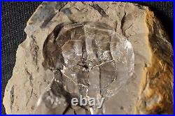 V Rare big 3D horseshoe crab E. Rotundatus paired nodule not Mazon Creek from UK