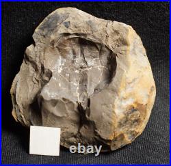 V Rare big 3D horseshoe crab E. Rotundatus paired nodule not Mazon Creek from UK