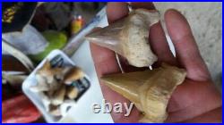 VERA RARE Natural Big Taxidermy Whale Tooth Fossil Mineral Specimen Collection