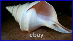 Very Rare! Huge/big Shell Xxl(syrinx Aruanus) Megalatractus Aruanus /australia 4