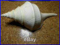 Very Rare! Huge /big Shell (syrinx Aruanus) Megalatractus Aruanus / Australia