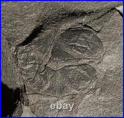 Very Rare unknown arthropod part big Carboniferous insect partial fossil & wing