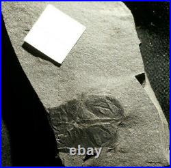 Very Rare unknown arthropod part big Carboniferous insect partial fossil & wing