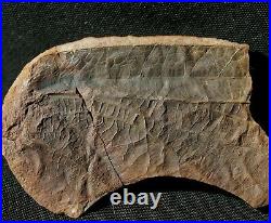 Very rare big Carboniferous insect wing fossil in Mazon Creek like nodule half