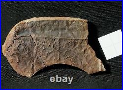 Very rare big Carboniferous insect wing fossil in Mazon Creek like nodule half